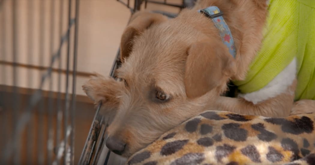 A rescued dog at the HUHA animal shelter. (screenshot)