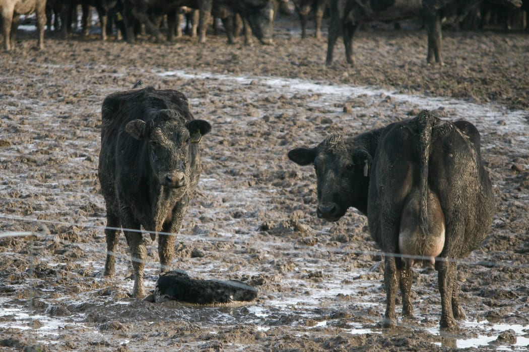 Cows stand in mud after winter grazing.
