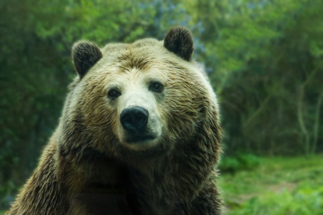 Bear