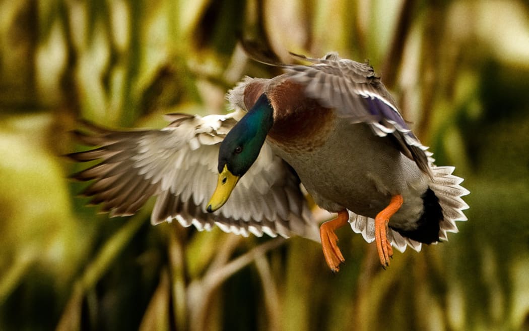 A mallard duck.