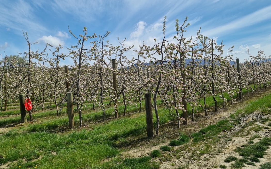 A cherry orchard near Alexandra in spring.