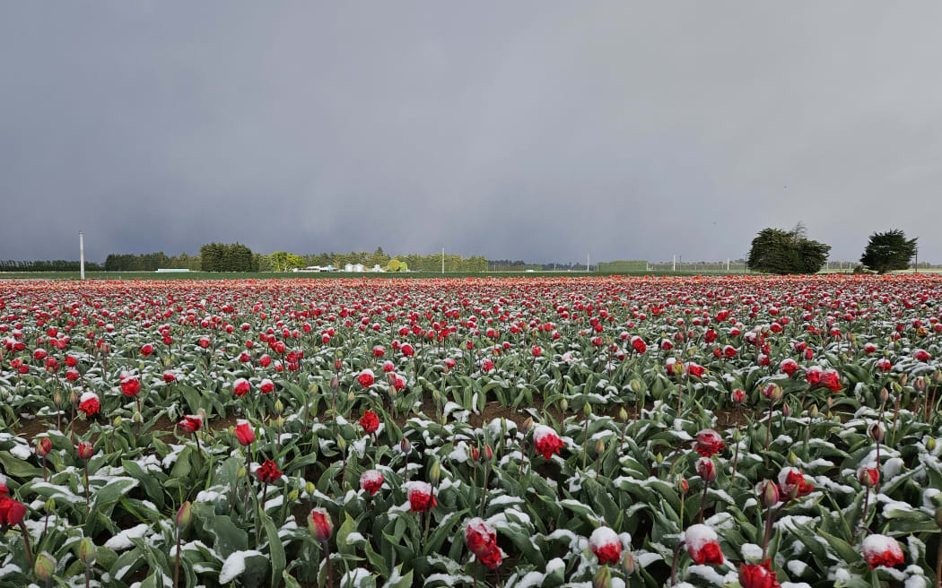 Snow in Southland on October 27 2023 from farmer Blair Drysdale.