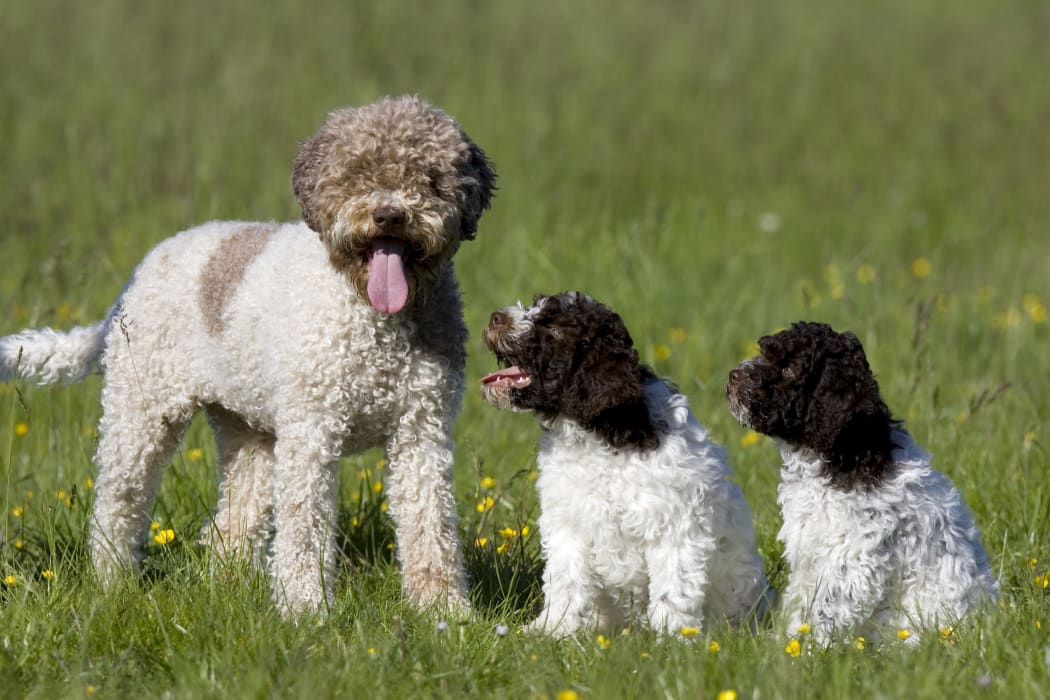 Dog and two puppies (Photo by Thorsten Milse / Robert Harding Heritage / robertharding via AFP)