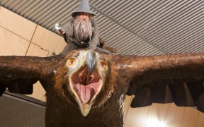 A giant eagle suspended from the ceiling at Wellington Airport with Gandalf on its back.