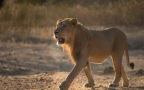 Asiatic lions sport an unmistakable dark mane and unique folds of skin along their bellies Robin C Hamilton