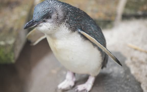 Little blue penguin Draco is this year's Penguin of the Year.