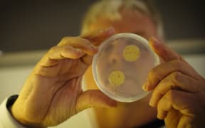 A man holds up a Petri dish with two splotches growing in it, obscuring his face.