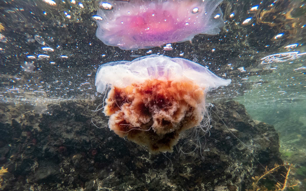 Lion's mane jellyfish