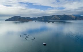 The Blue Endeavour pilot pens in their ‘staging site’ at Waihinau Bay, Pelorus Sound. The pens were launched and towed to the bay in April 2025. From here they will be towed to the Blue Endeavour site in the open ocean in November 2025.