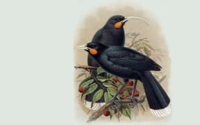 Painting by J G Keulemans from W L Buller's A History of the Birds of New Zealand (1888)