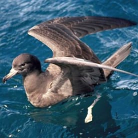 Photo for Flesh-footed shearwater