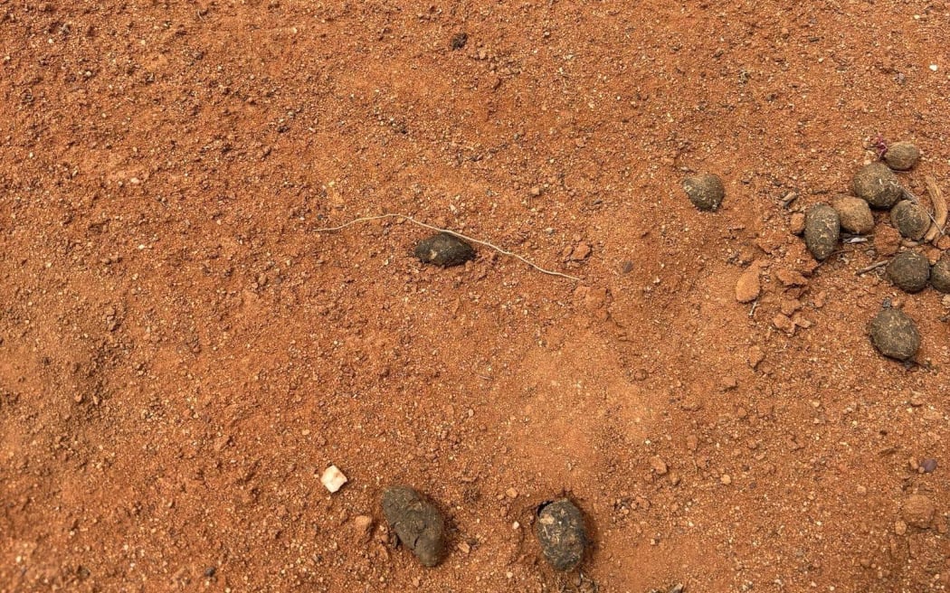 A footprint believed to belong to Gus was found during the search.