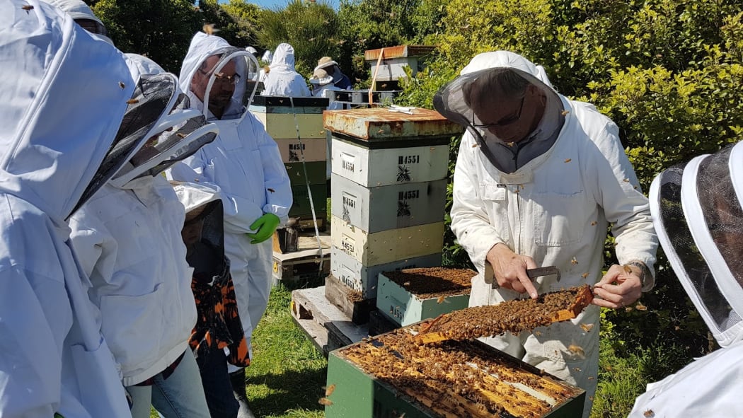 Members of the Wellington Beekeepers Association inspect one of the 800,000 hives registered in New Zealand.