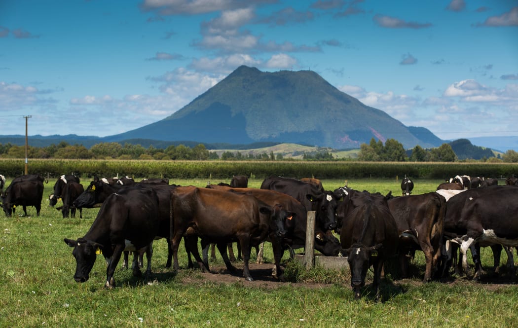 Ngāti Awa's Ngakauroa Farm in Whakatāne.