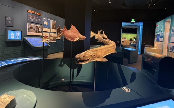 Life sized models of the Prickly Dogfish, the Epaulette and the Frill Shark at Auckland Museum