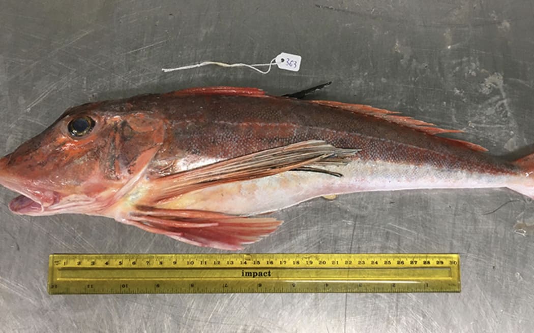 An Otago University research examined a sample of 155 fish from 10 species in New Zealand's southern waters, including red cod and tarakihi, to observe if microplastics were present.