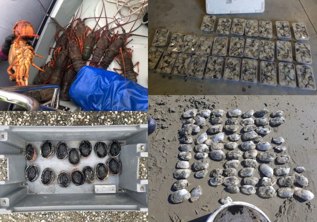 Illegal seafood hauls seized by MPI