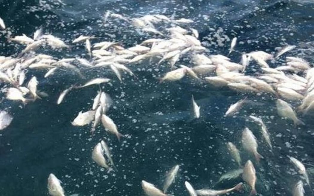 These dead snapper in Hawke Bay are under 25cm each but have been legally dumped from a fishing trawler.