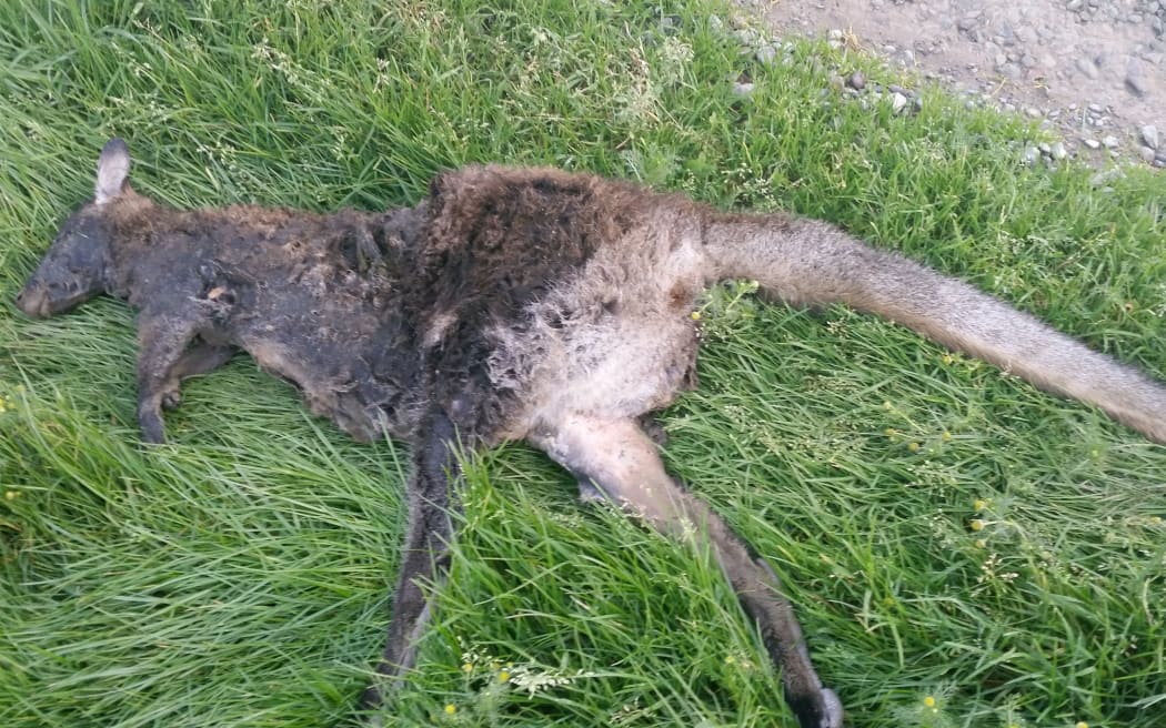 The Southland Regional Council has been left stumped after a dead wallaby was found near Gore, a far cry from South Canterbury where they are usually found in the South Island.