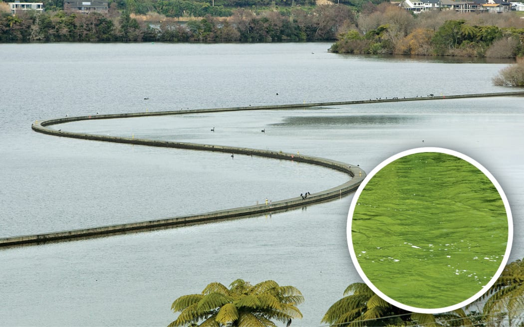 Advocates warn failures at the Ōhau diversion wall are causing frequent algal blooms at Lake Rotoiti. Photo / NZME