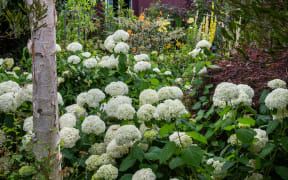 White Hydrangeas in front of a house