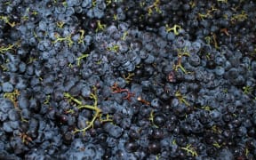 Northland grapes