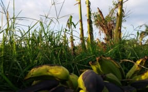Rotting bananas at the foot of broken trees.
