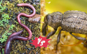 This is a composite image. On the left is a North Auckland Worm and on the right is a Canterbury Knobbled Weevil.