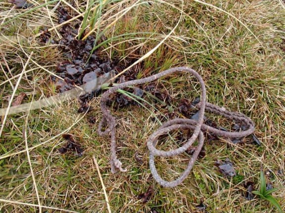 A piece of cord, swallowed and then regurgitated by an adult albatross lies amongst squid beaks,