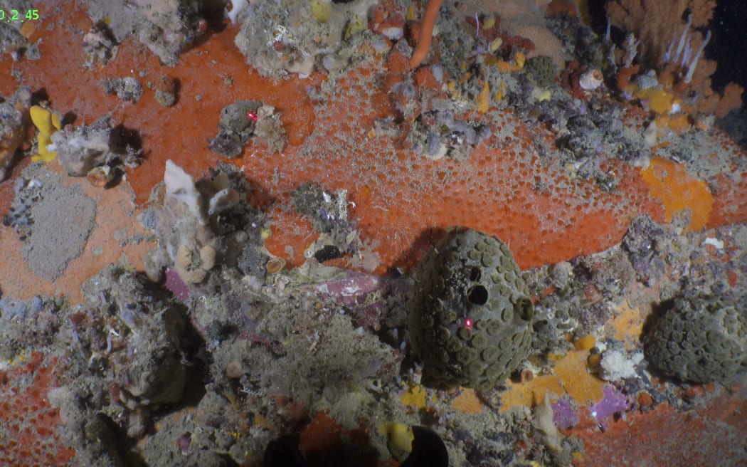 Different colours and textures of sea sponge on seabed floor.