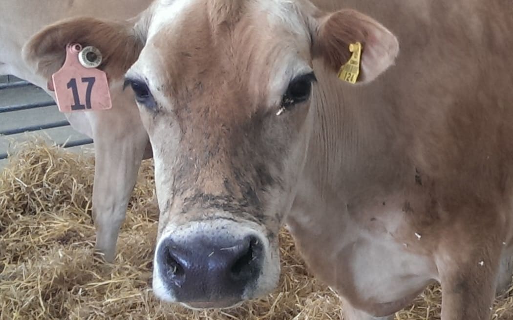 Canterbury A and P Show - cow