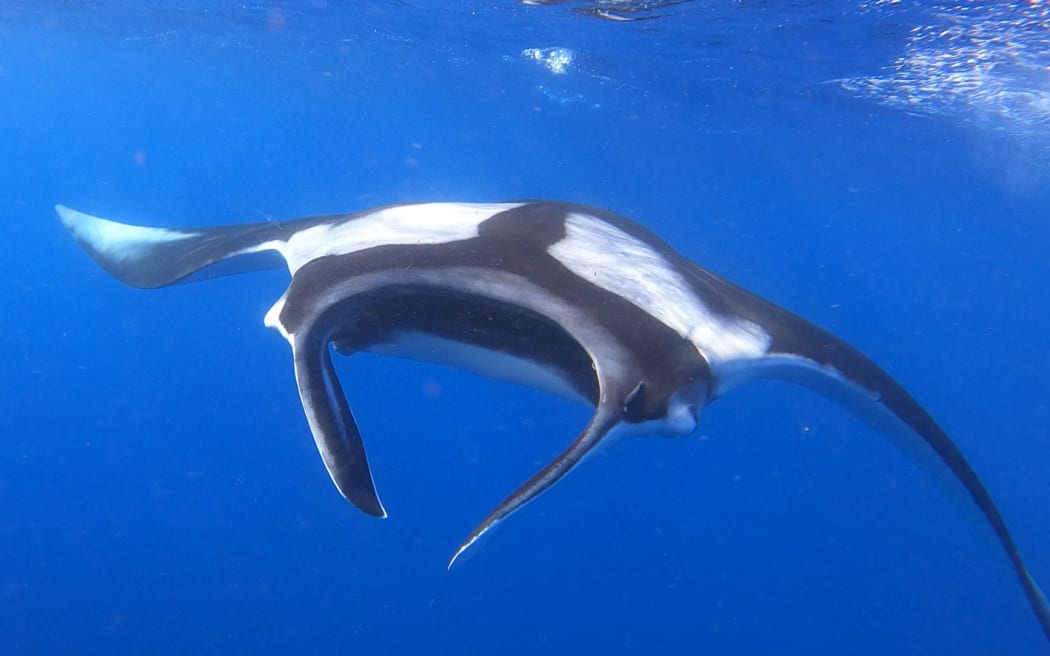 A manta ray with white markings on its black back cruises in bright blue water