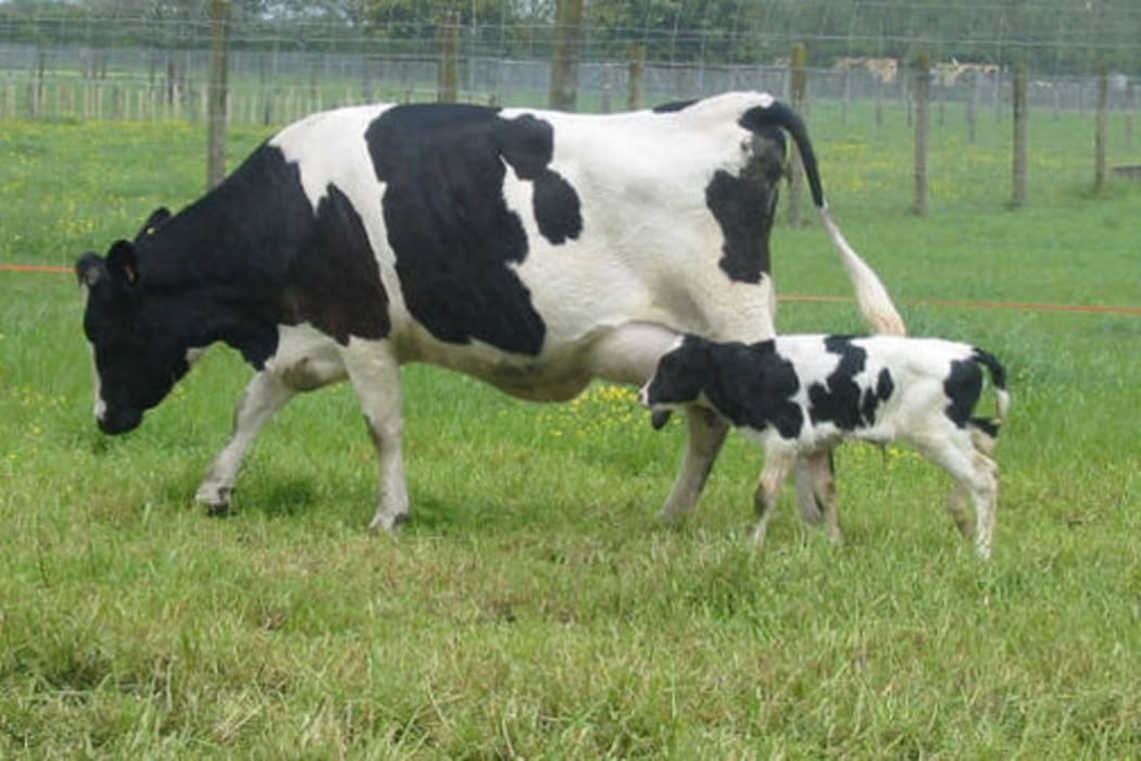 A transgenic cow with her calf.