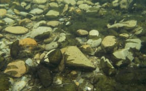 Close up of Phormidium in Opihi River.