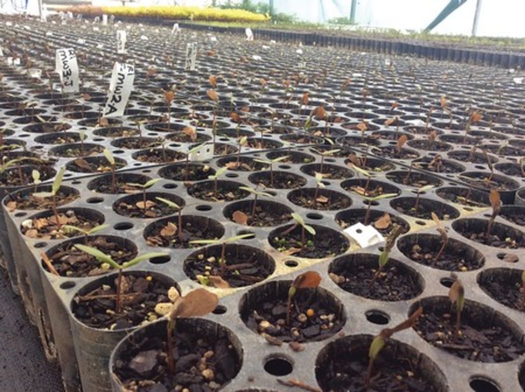 Planting trays of small kauri seedlings.Scientists hope that some of these kauri seedlings may prove to be resistant to kauri dieback disease.
