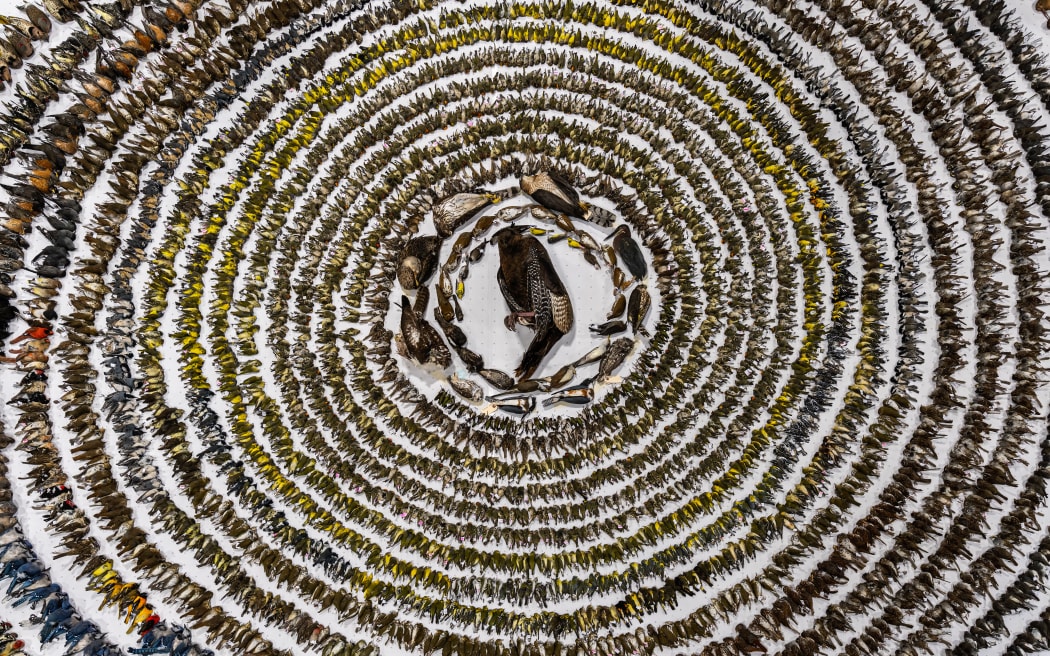 Migratory birds in Toronto, Ontario, Canada