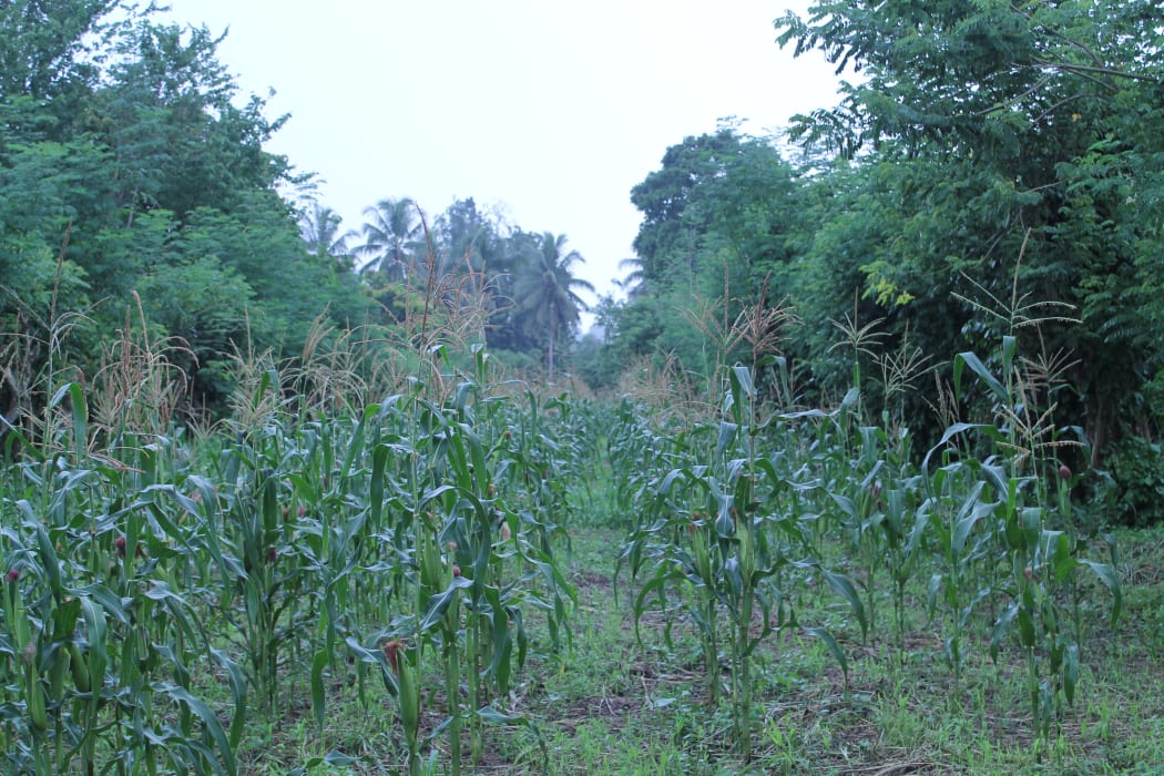 Crops of Melanesia part 42