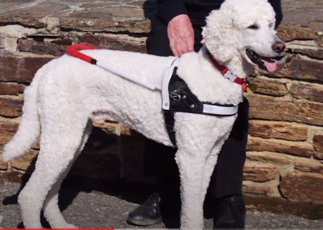 Guss, George Taggart's assistance dog.