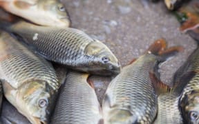 Grass carp