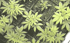 A gif of marijuana growing