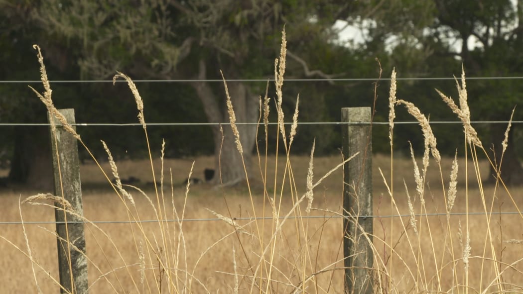 Paddocks dry from the Northland drought.
Kaikohe area