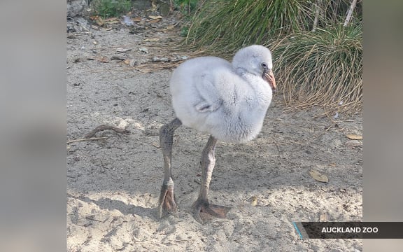 A flamingo chick at Auckland Zoo.