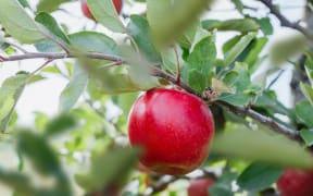 T&G Global, along with FarmRight, is converting a former Canterbury dairy farm into a premium apple growing orchard. It will plant 125-hectares in the Joli variety.