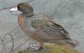 Blue Duck, Waipakihi River, Turangi, Nov 7, 2016.