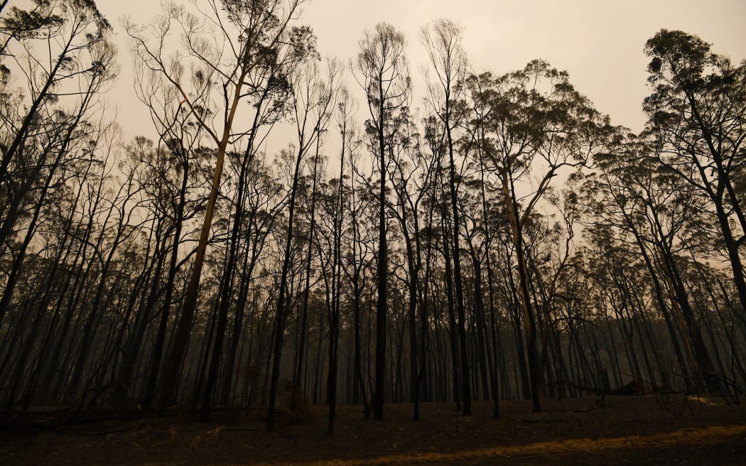 Burnt trees along the Great Alpine road in an area devastated by bushfires in Sarsfield, Victoria state on 3 January, 2020.