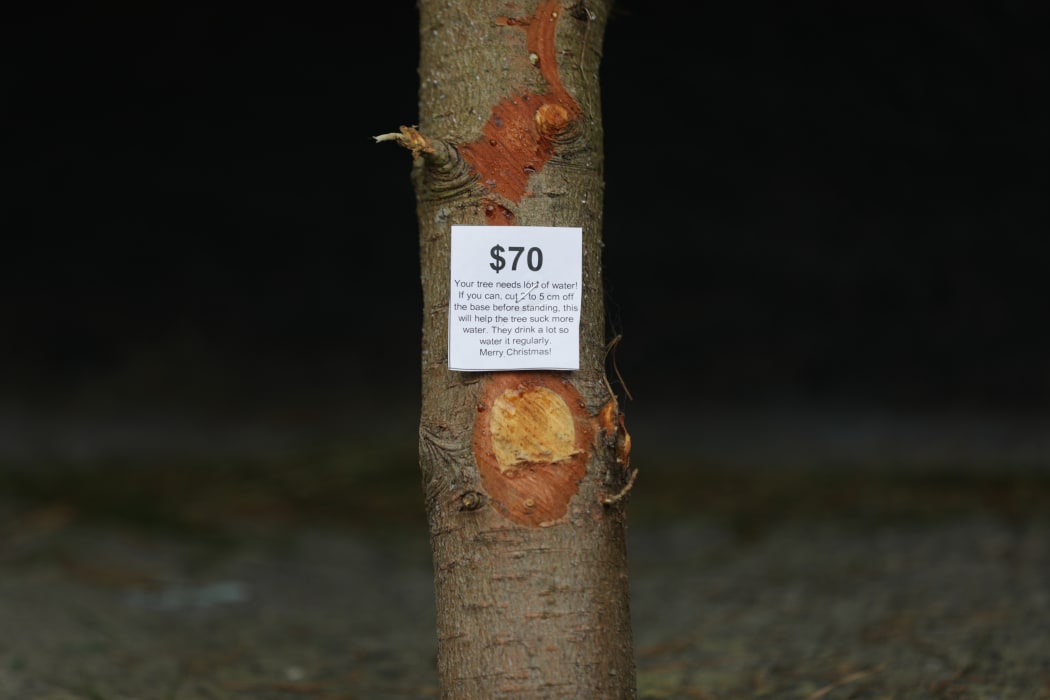 Christmas trees prices vary across the country, with the top prices in Wellington.
