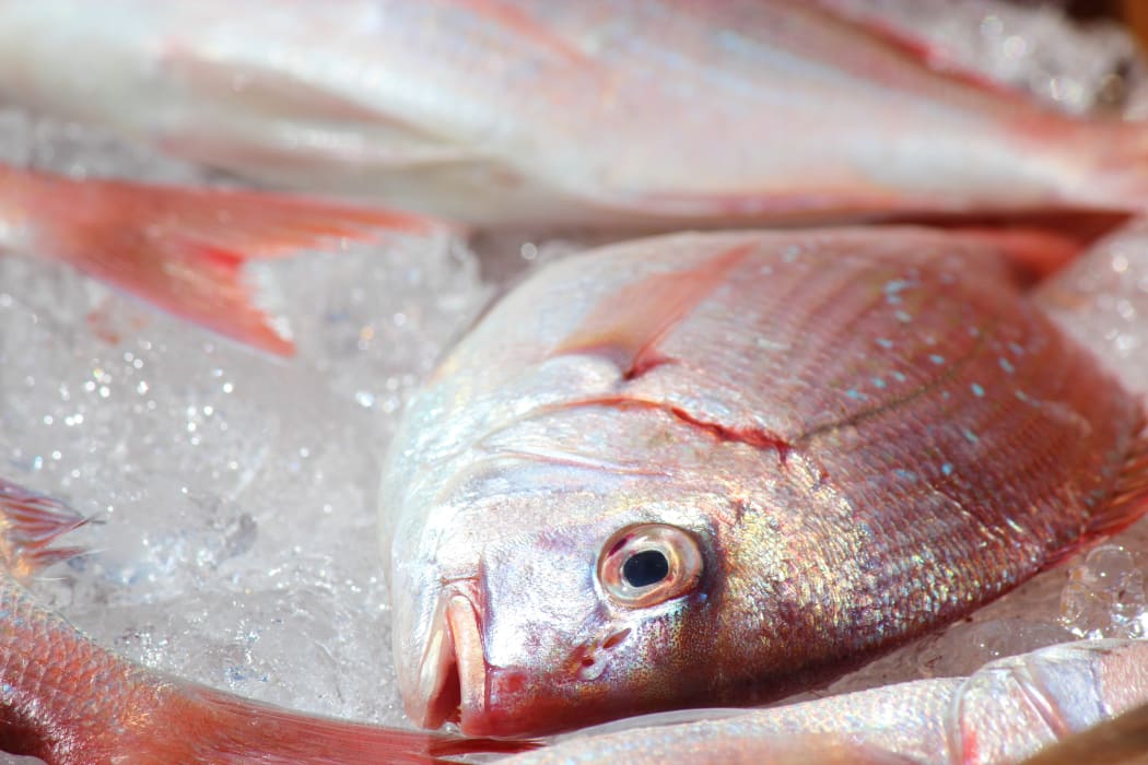 snapper