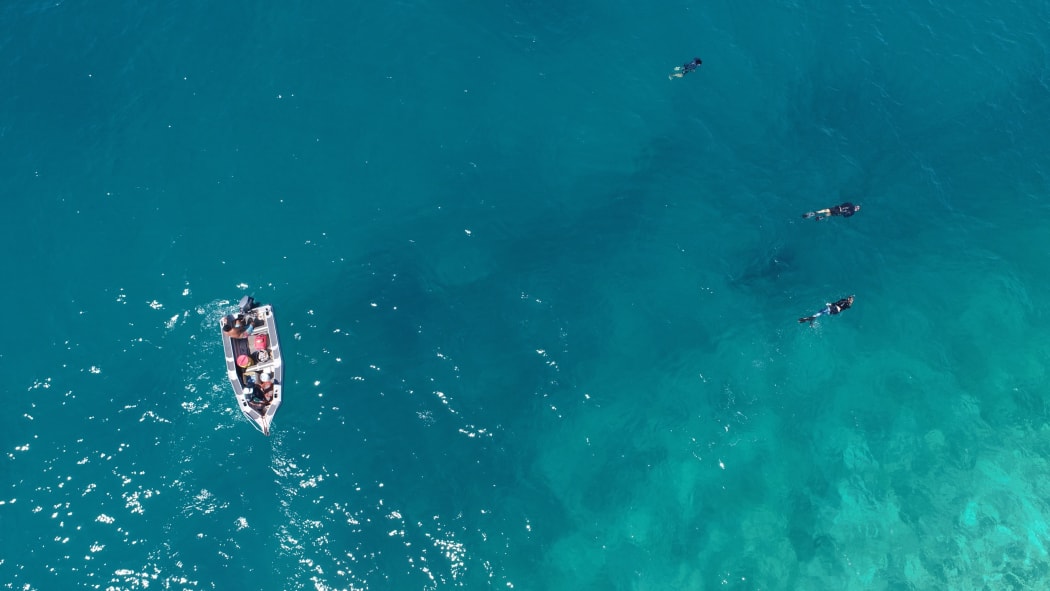 Sam Reynolds, Brad Norman and Sonny Lewis with the whale shark