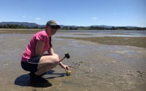 Temperature loggers are pushed into the sediment to capture what the extremes are during hot days with mid afternoon low tides.