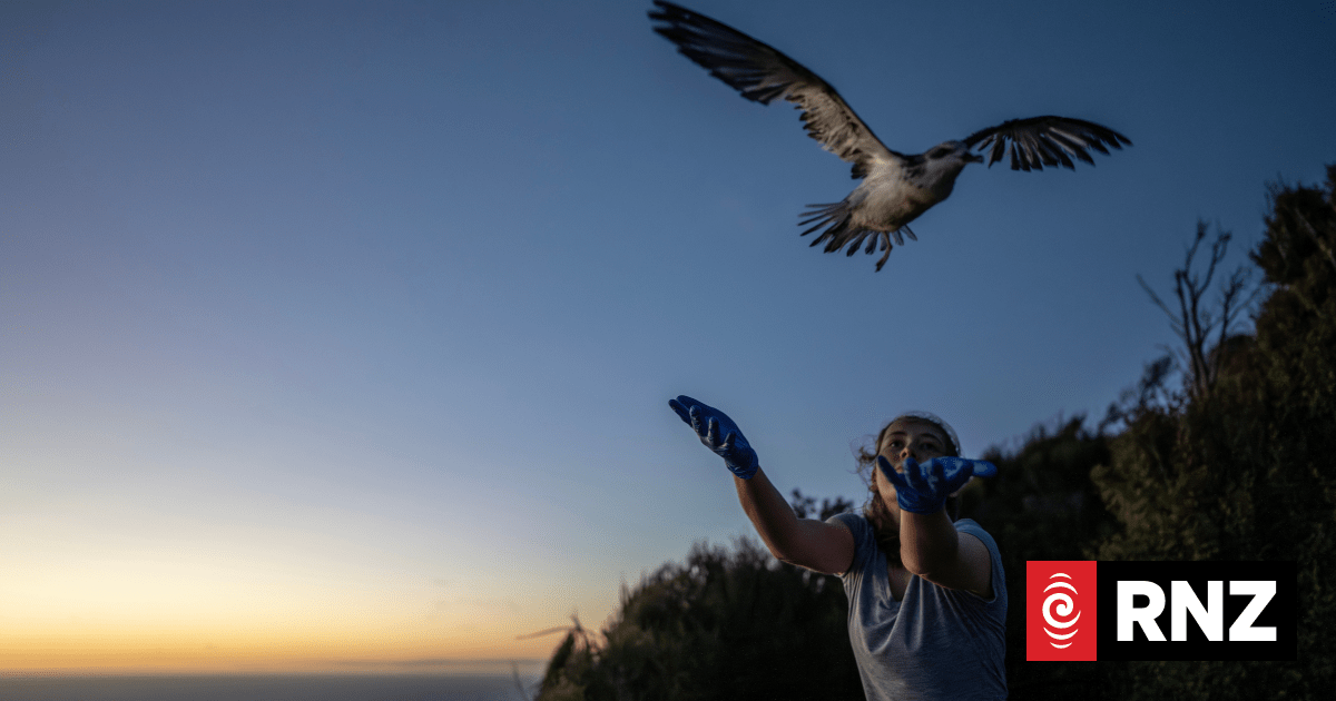 Auckland's Sky Tower, Harbour Bridge lights dimmed to help fledgling Cook's petrels